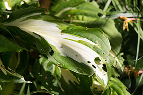 Hosta spist af dræbersnegl
