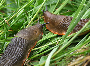 Iberiske skovsnegle