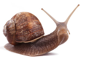 Vinbjergsnegl (helix pomatia) sneglebekæmpelse.dk Ovalt havebord