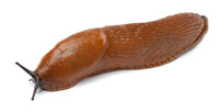 Close-up af dræbersnegl